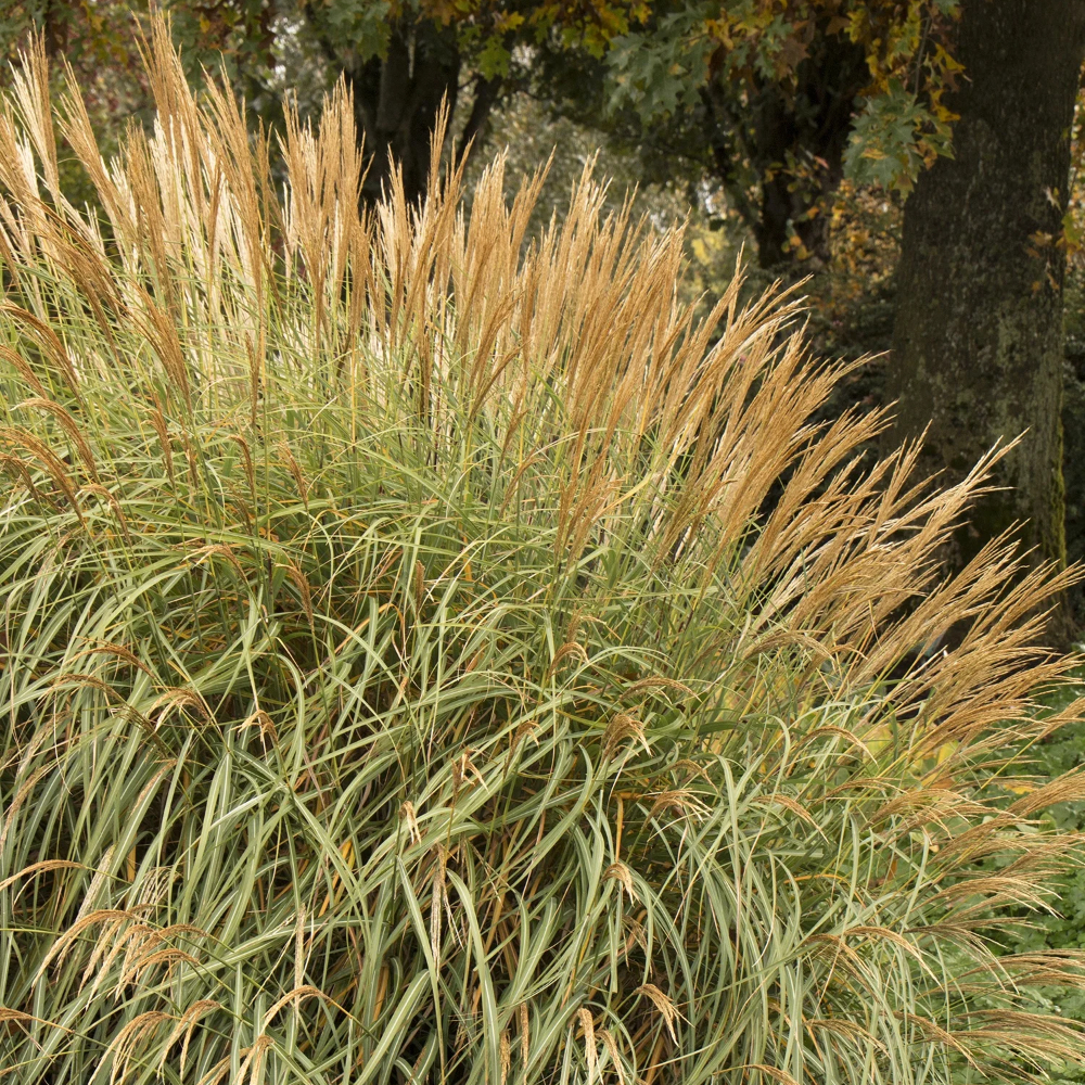 Grass Miscanthus Adagio