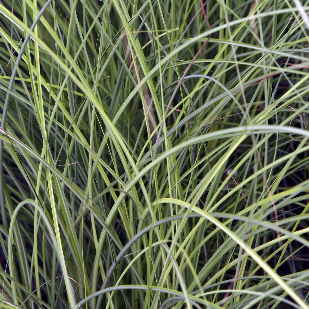 Grass Miscanthus Gracillimus