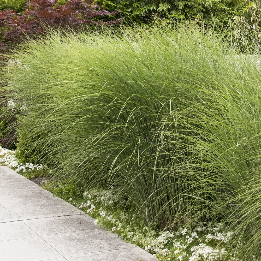 Grass Miscanthus Maiden