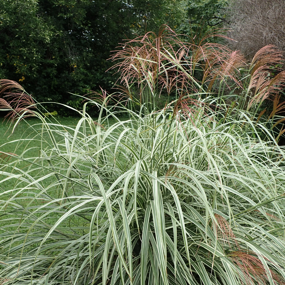 Grass Miscanthus Maiden Variegated