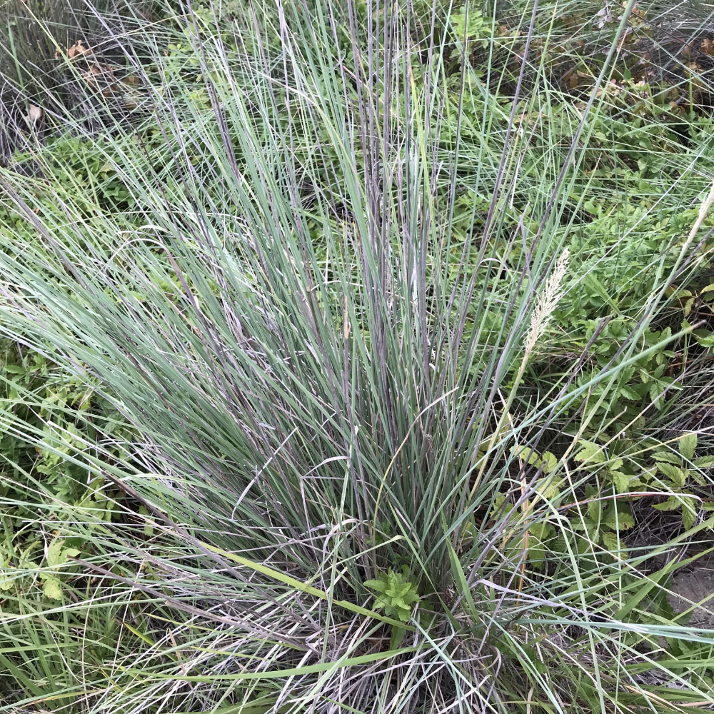 Grass Muhly Lindheimeri