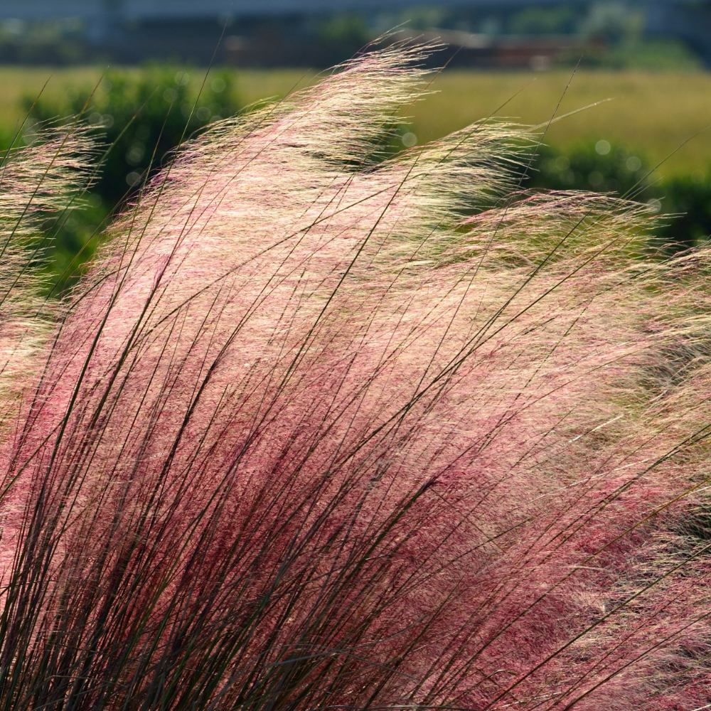 Grass Muhly Pink