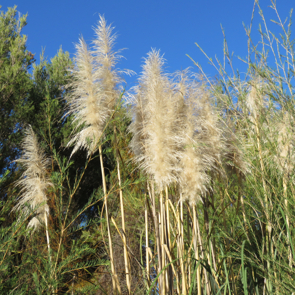 Grass Pampas