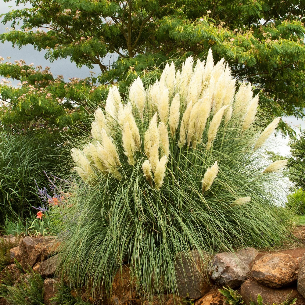 Grass Pampas Dwarf
