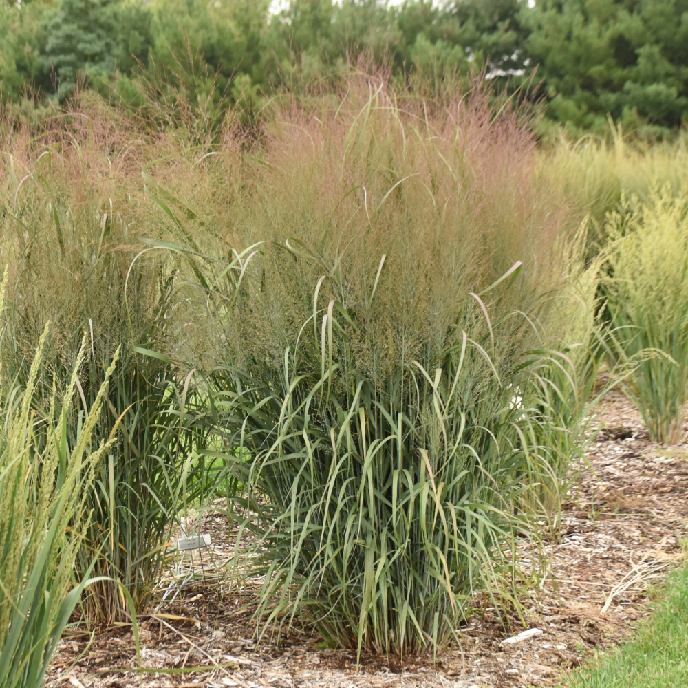 Grass Panicum