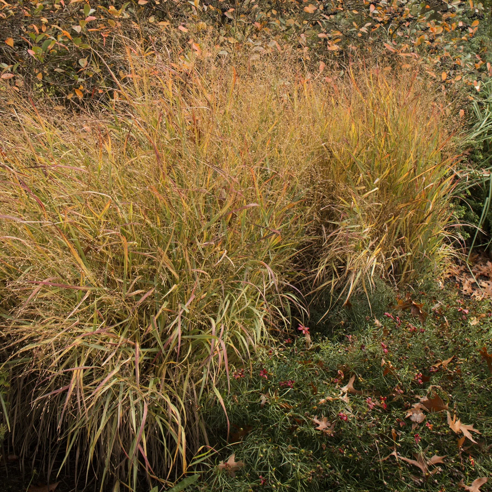 Grass Shenandoah Switch