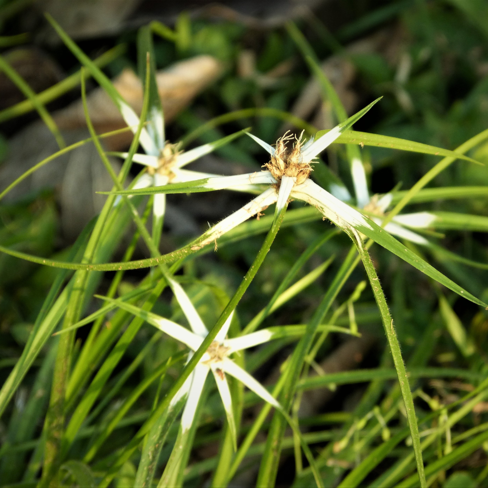 Grass Star Sedge