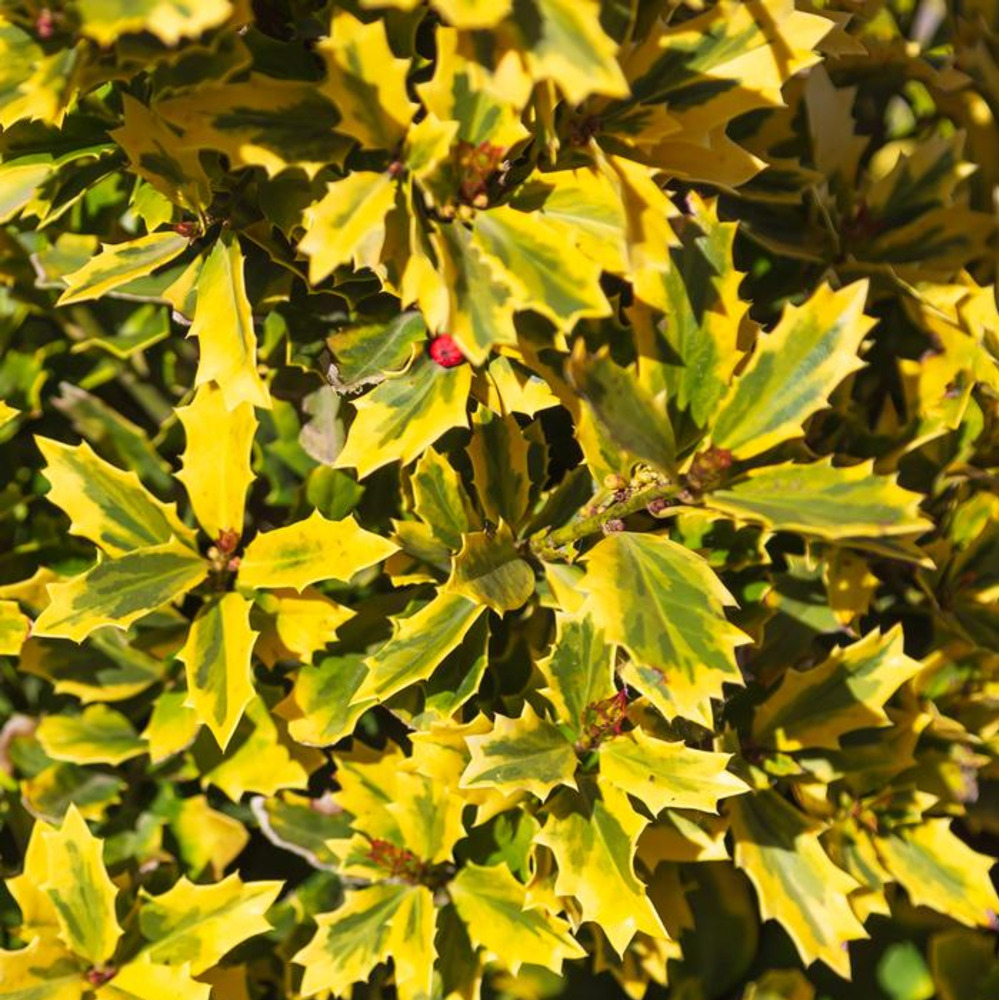 Holly Golden Oakland