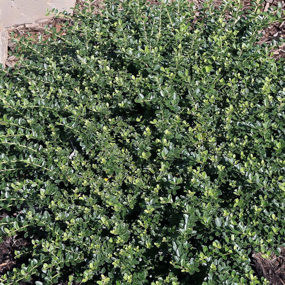 Holly Helleri Golden