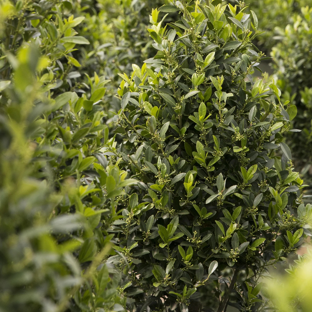 Holly Emerald Colonnade