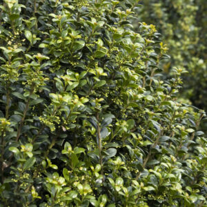 Plan to make this year’s vegetable garden the best one ever!