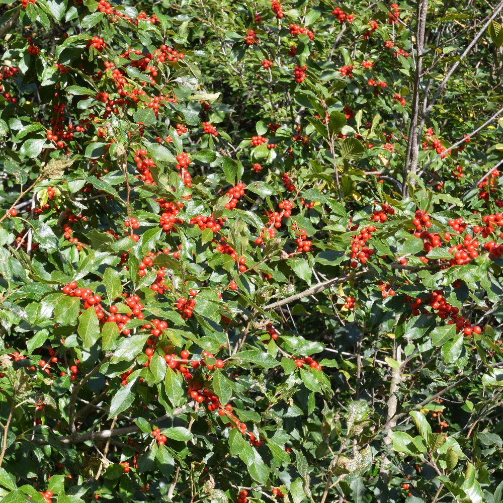 Holly Winterberry