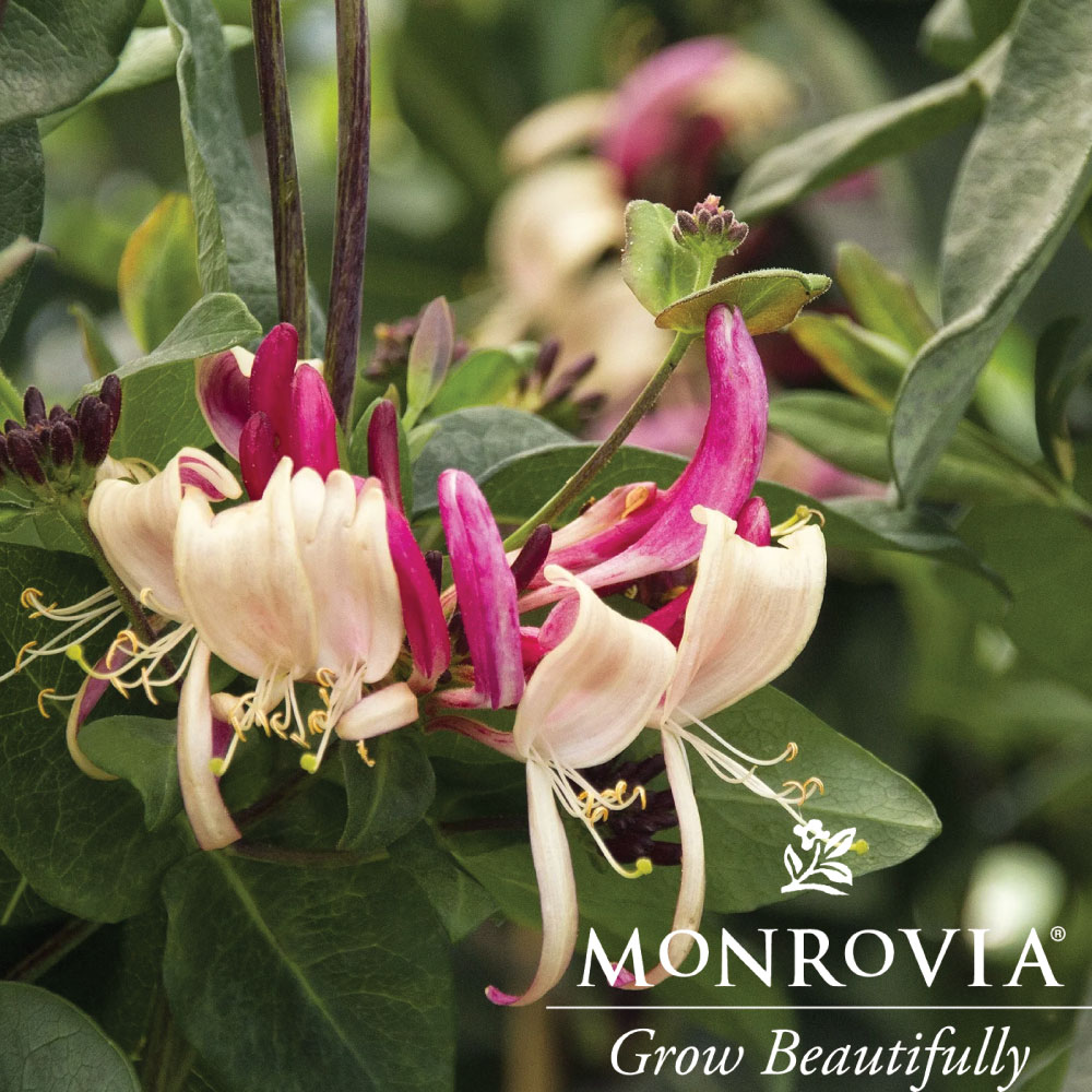 Honeysuckle Peaches and Cream