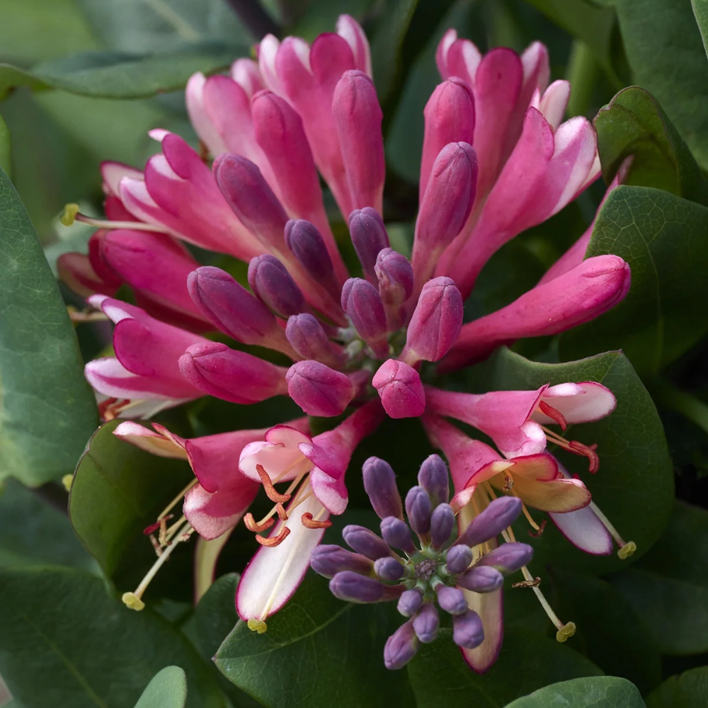 Honeysuckle Goldflame