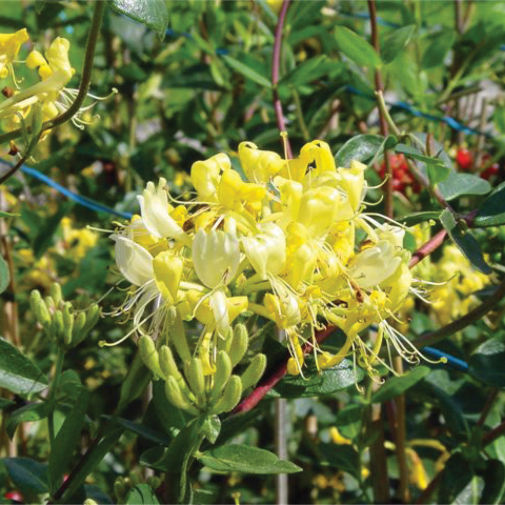 Honeysuckle Scentsation