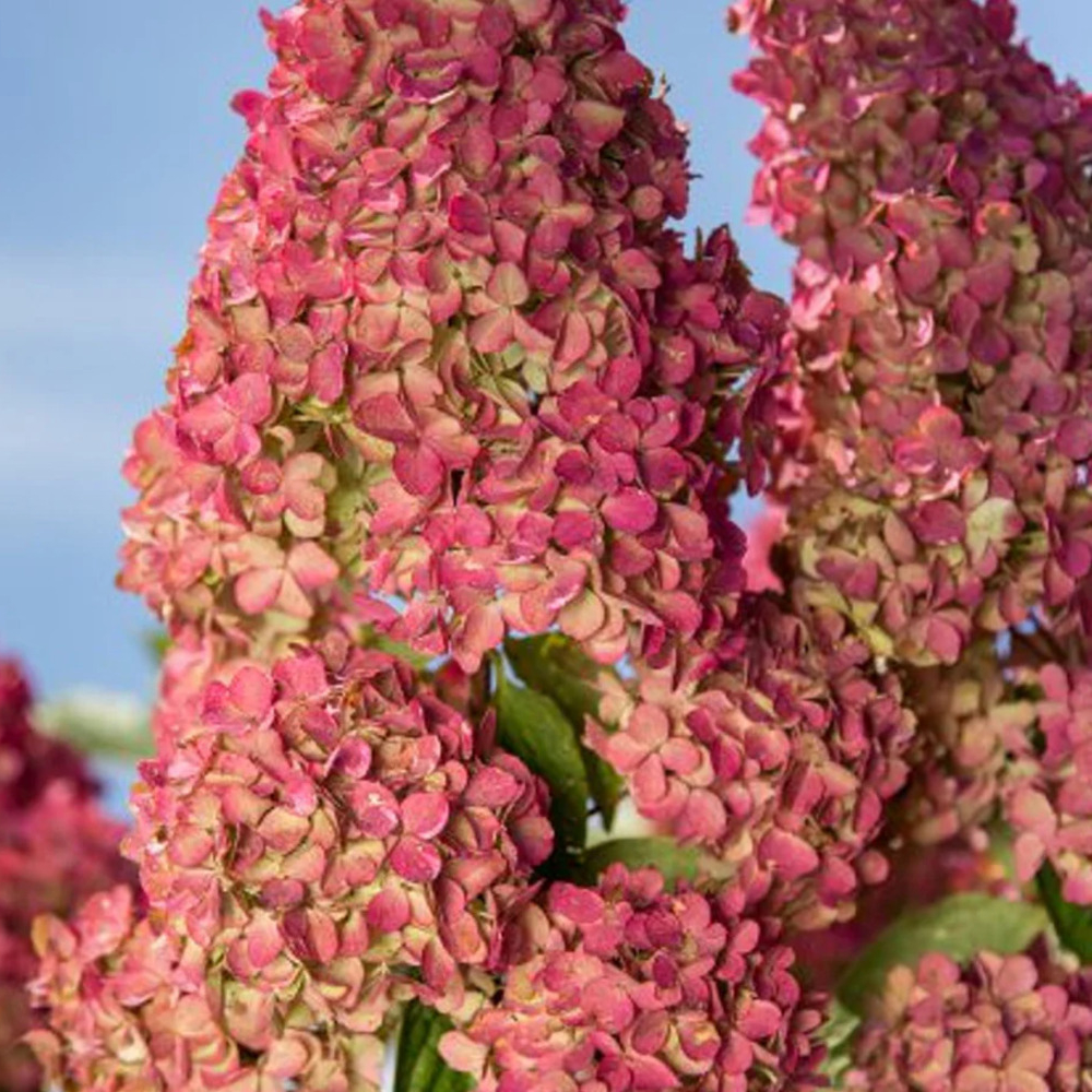 Hydrangea Berry White