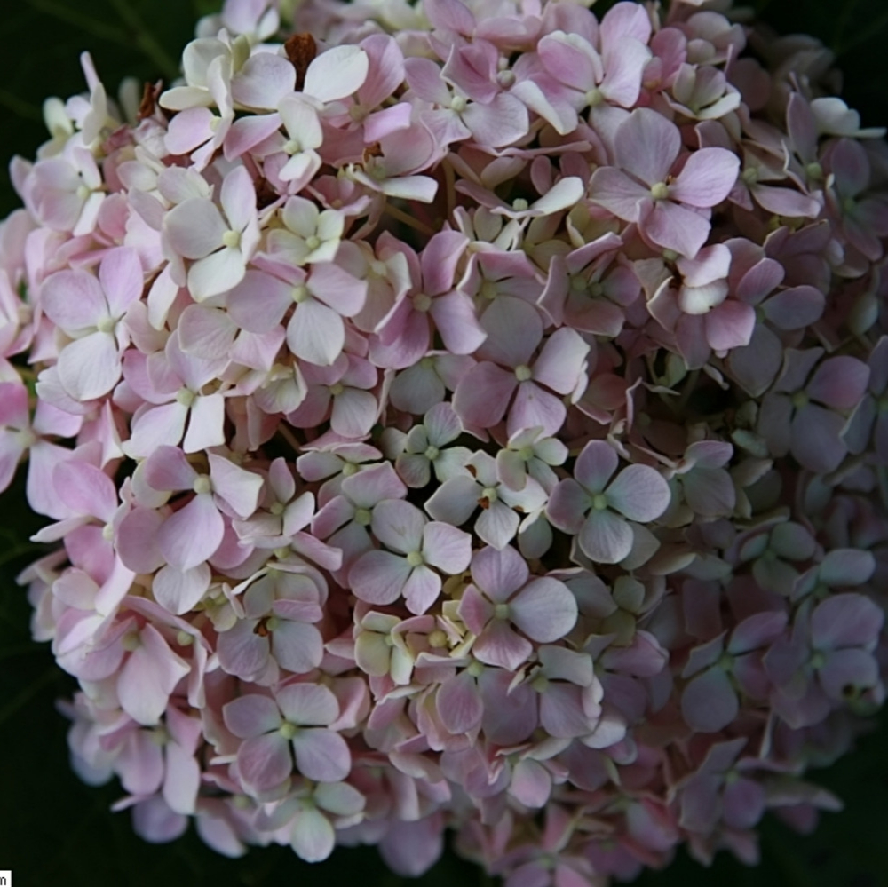 Hydrangea Big Daddy