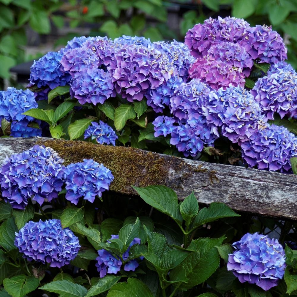 Hydrangea BloomStruck