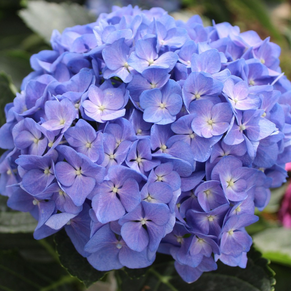 Hydrangea Dear Dolores