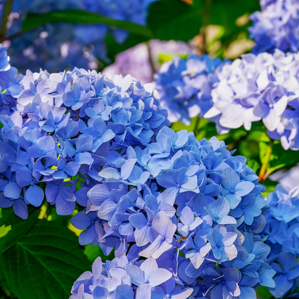 Hydrangea Double Down