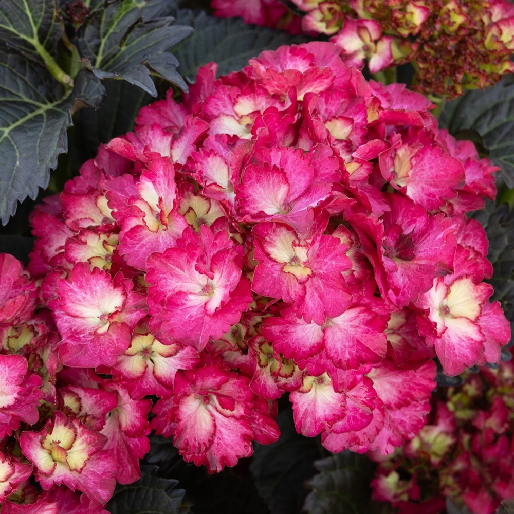 Hydrangea Eclipse