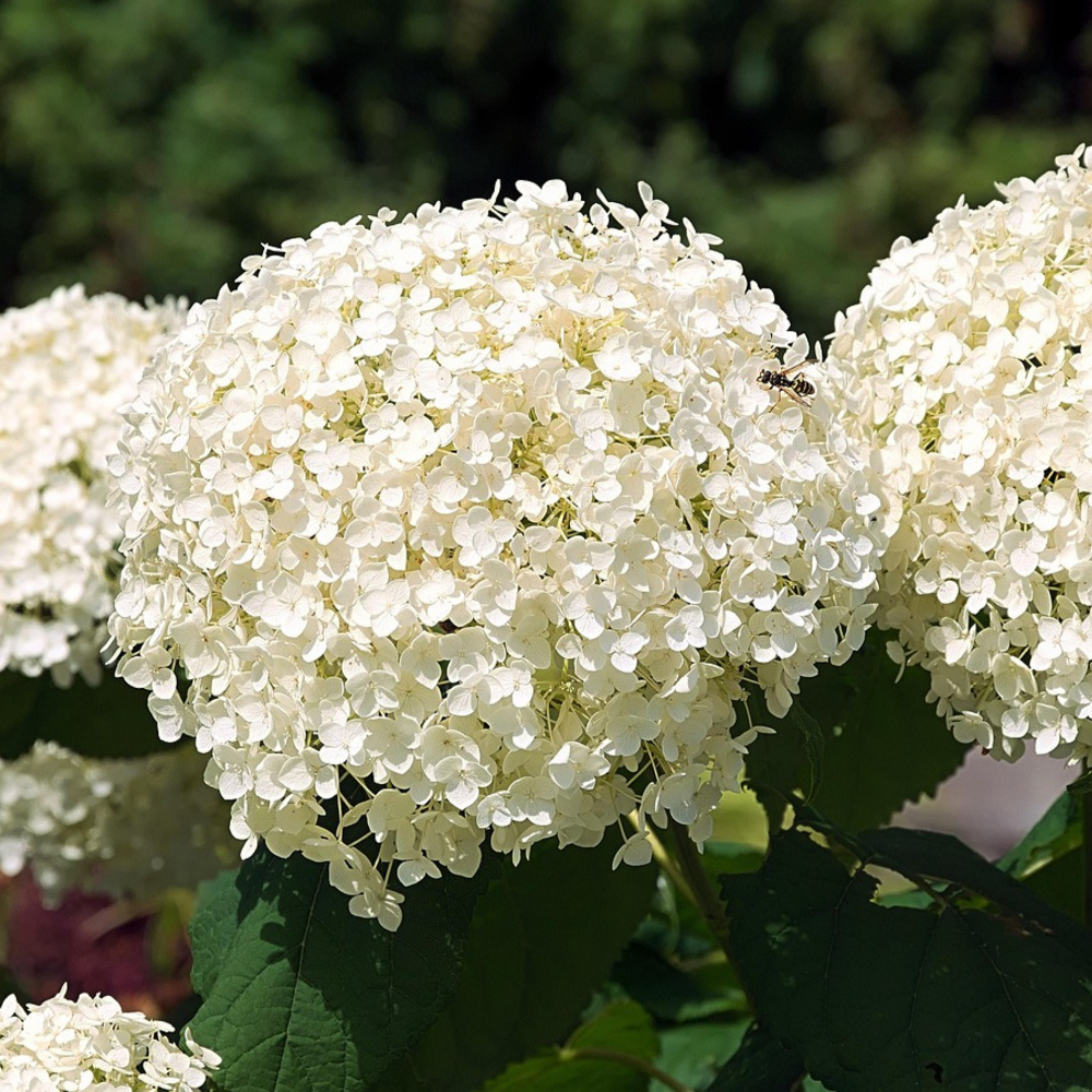 Hydrangea Flowerfull