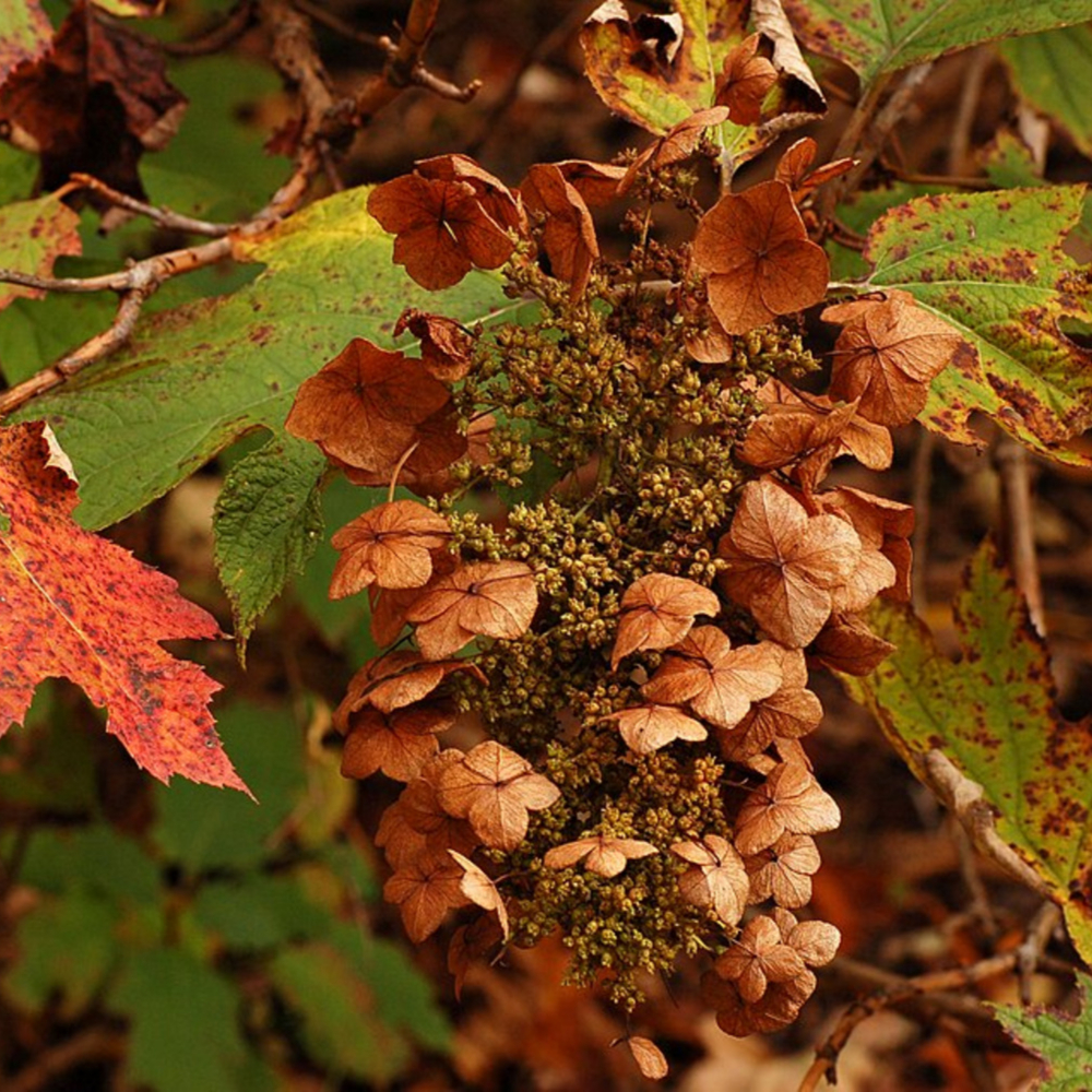 Hydrangea Oak Leaf Amethyst