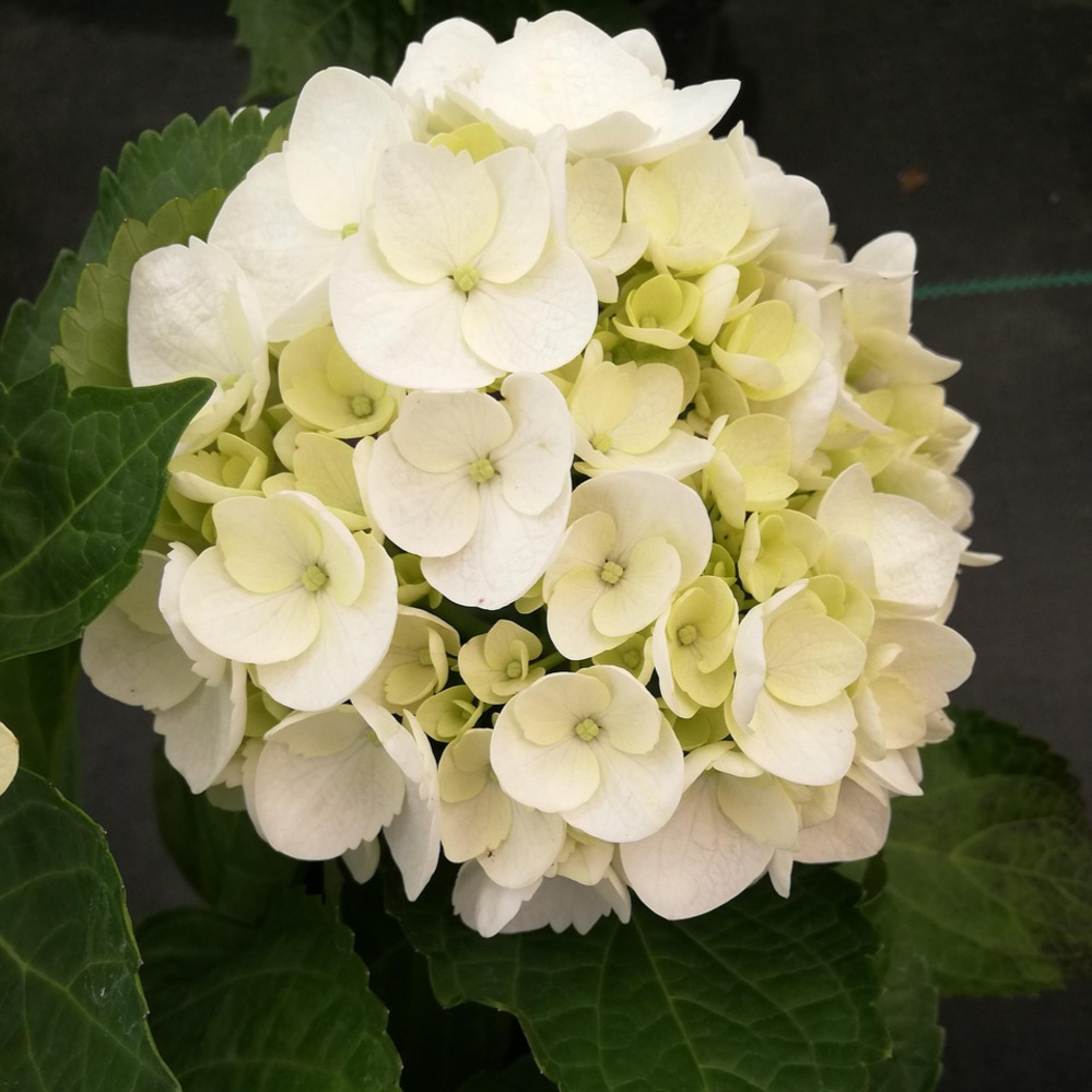 Hydrangea Onyx Zebra