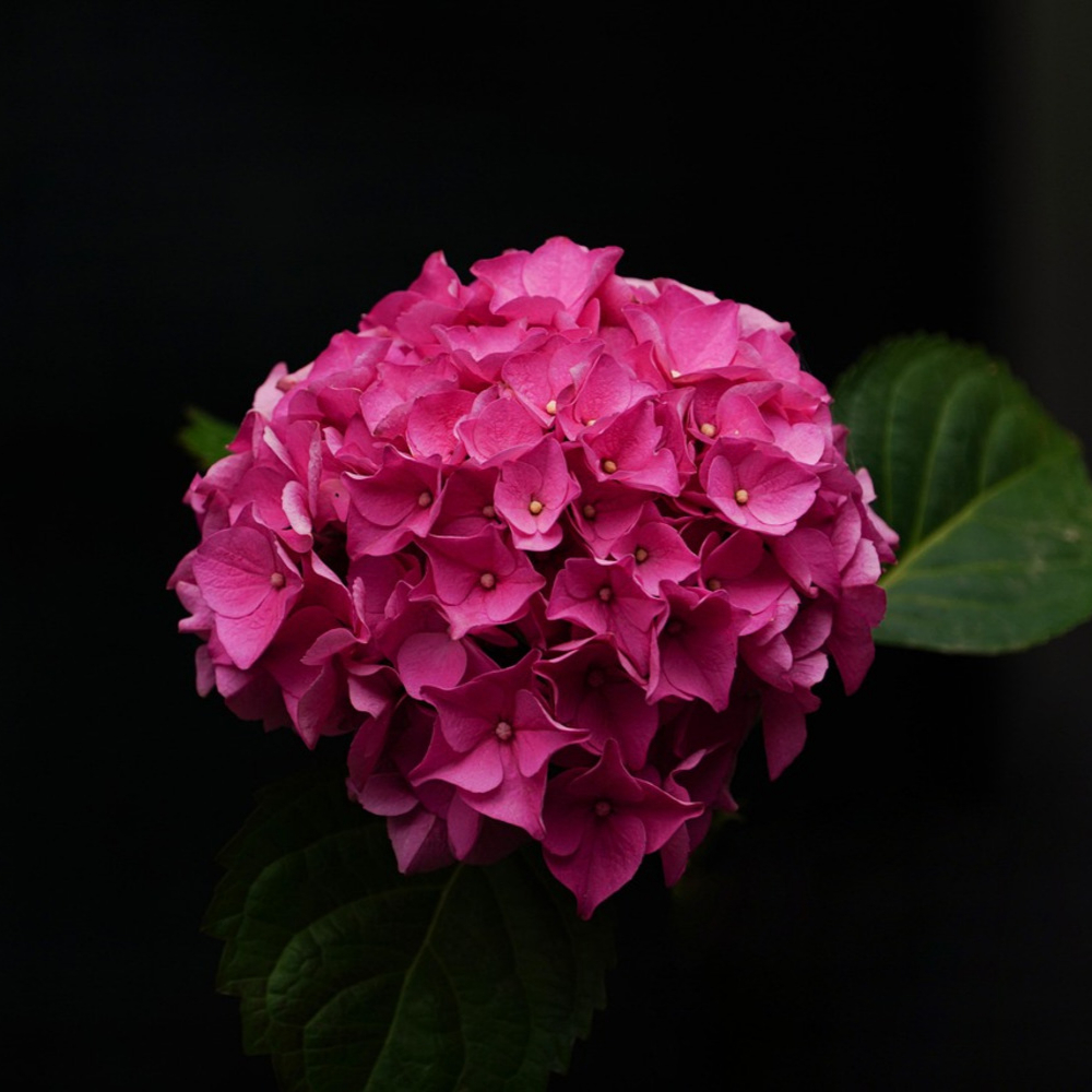 Hydrangea Red Sensation