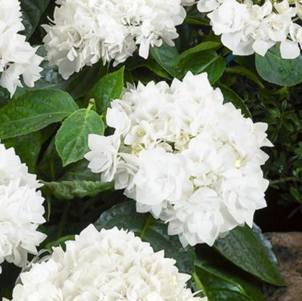 Hydrangea Sister Theresa