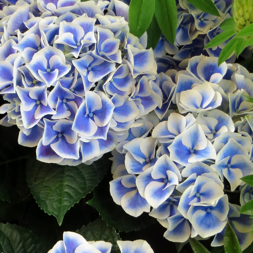 Hydrangea Stargazer