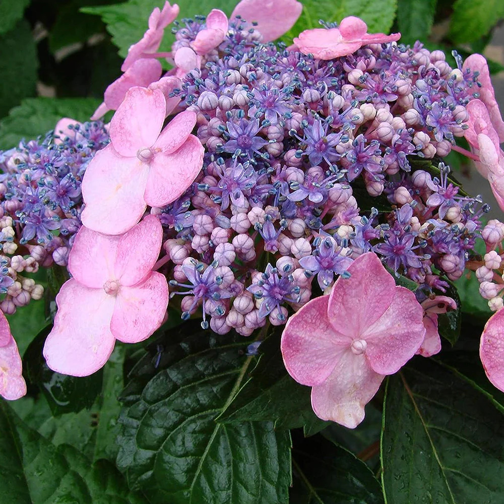 Hydrangea Twist n' Shout