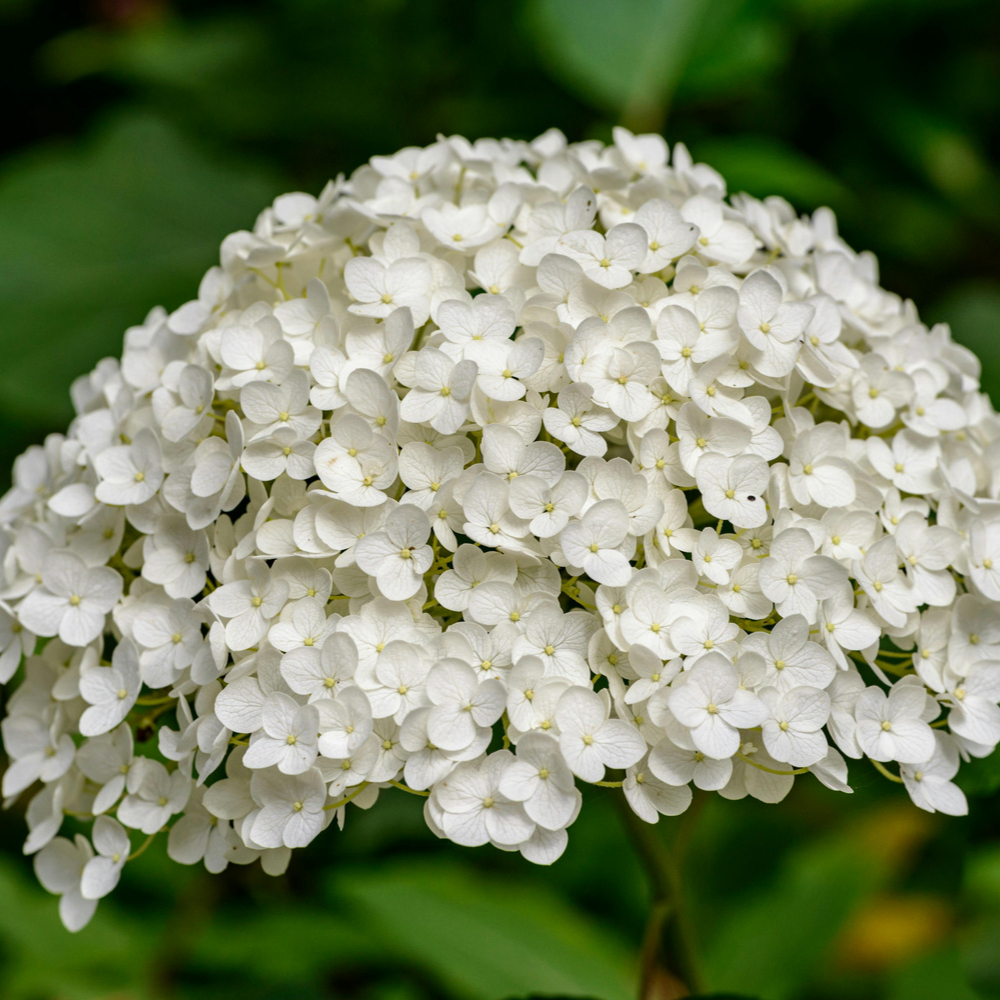 Hydrangea White Adore