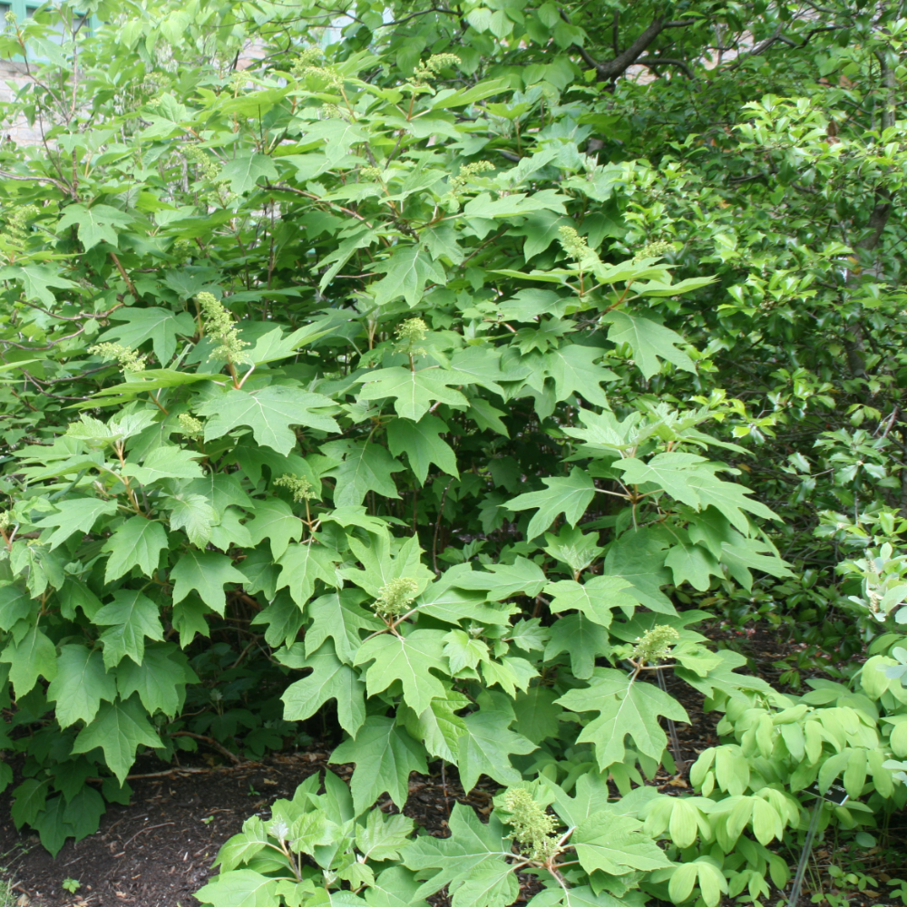 Hydrangea Alice Oakleaf
