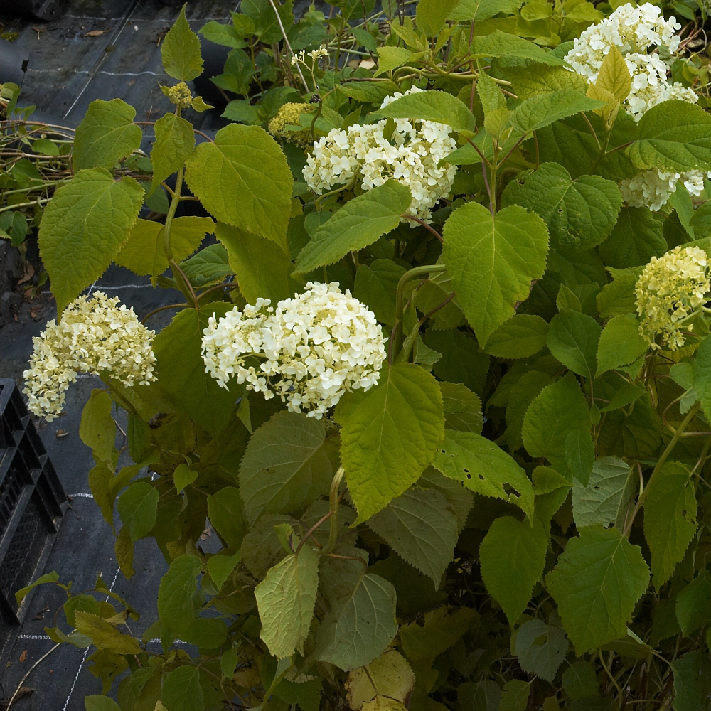 Hydrangea Annabelle