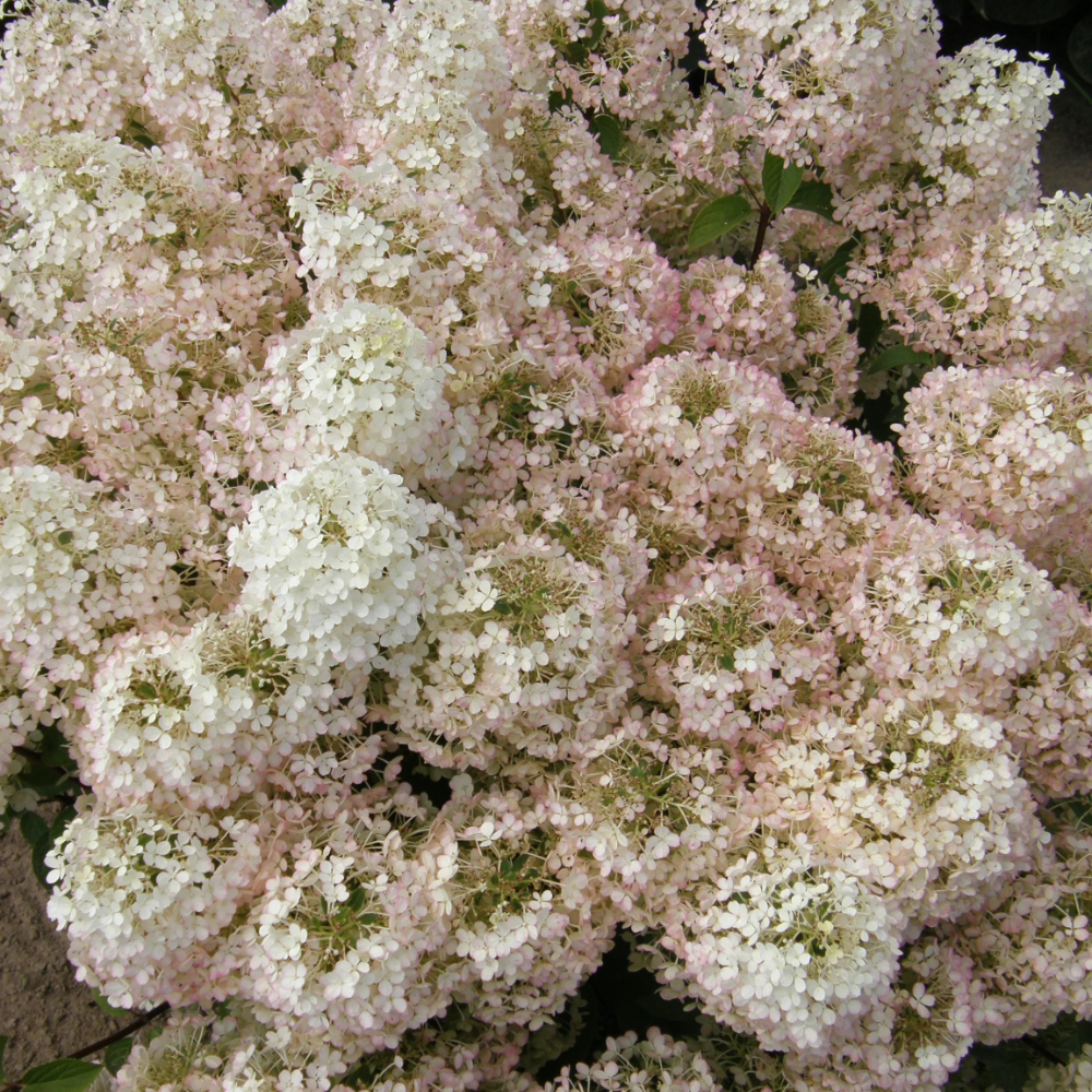 Hydrangea Bobo