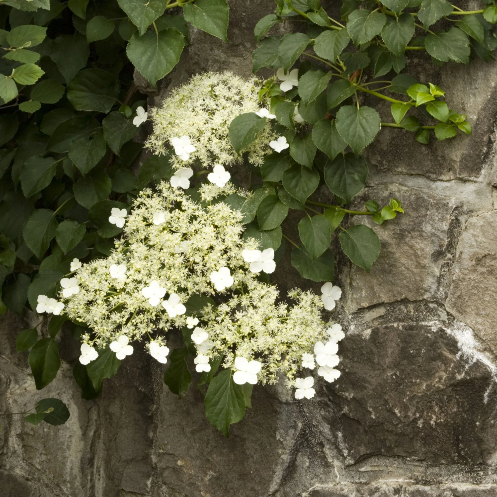 Hydrangea Climbing Japanese