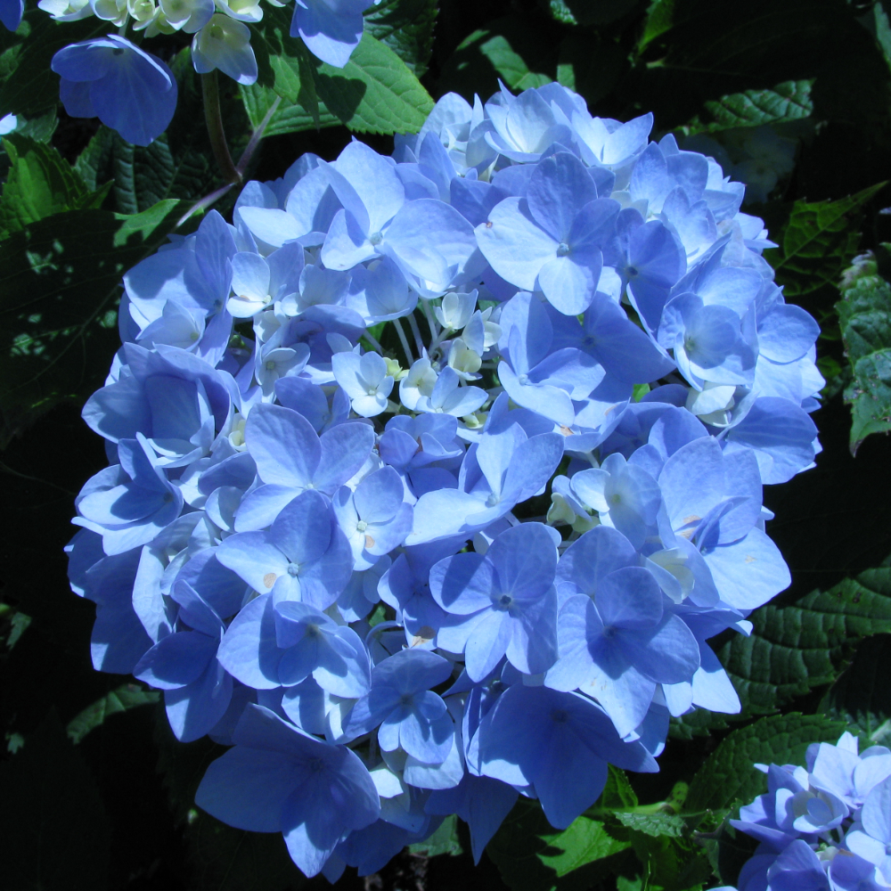 Hydrangea Endless Summer