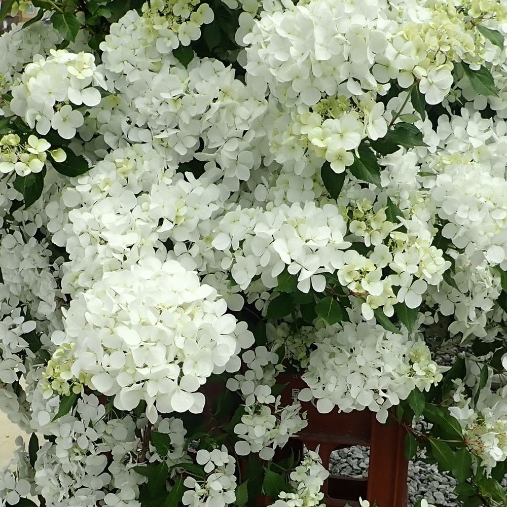 Hydrangea Fairytrail White