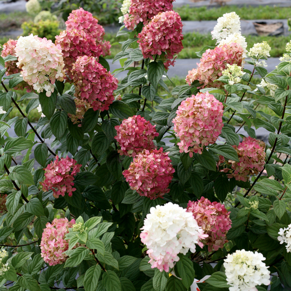 Hydrangea Fire Light