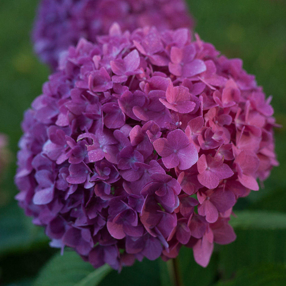 Hydrangea Let's Dance Rave