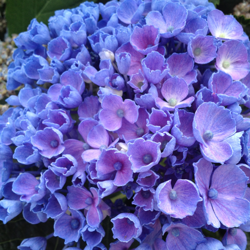 Hydrangea Let's Dance Rhythmic Blue