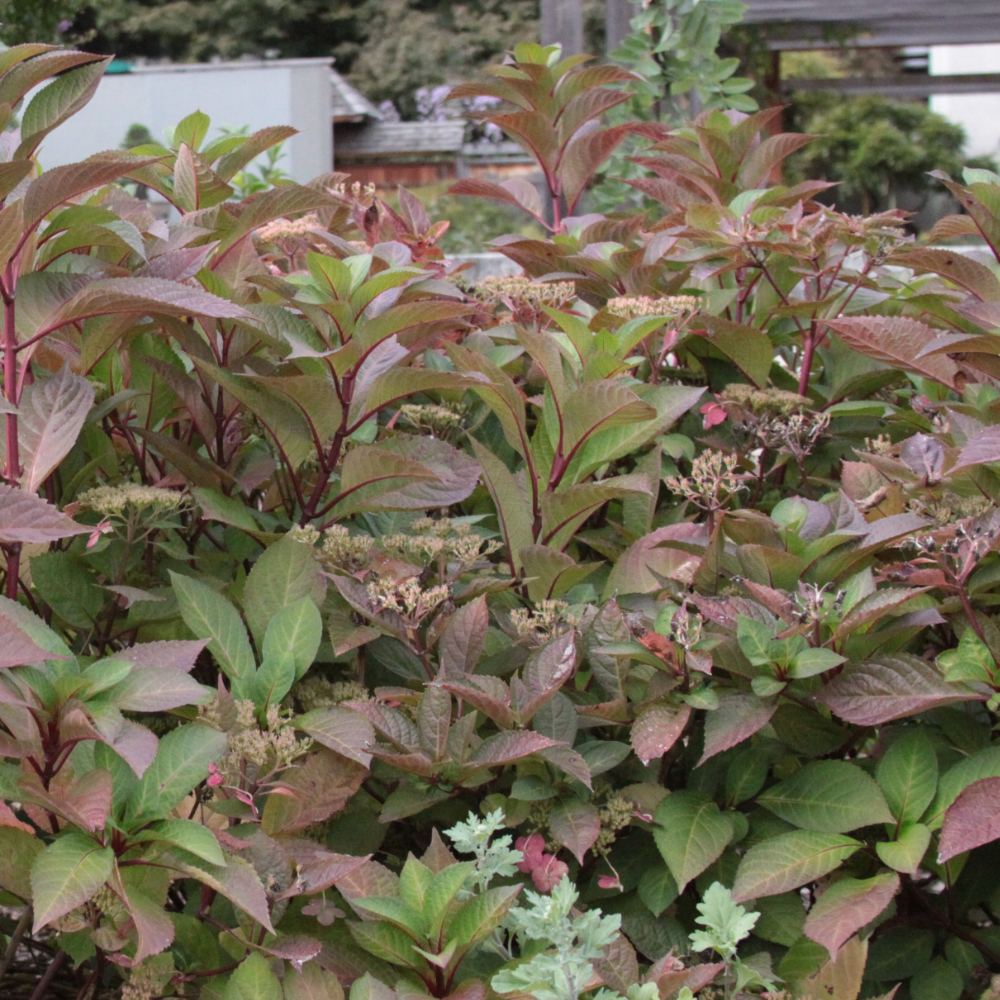 Hydrangea Lady in Red