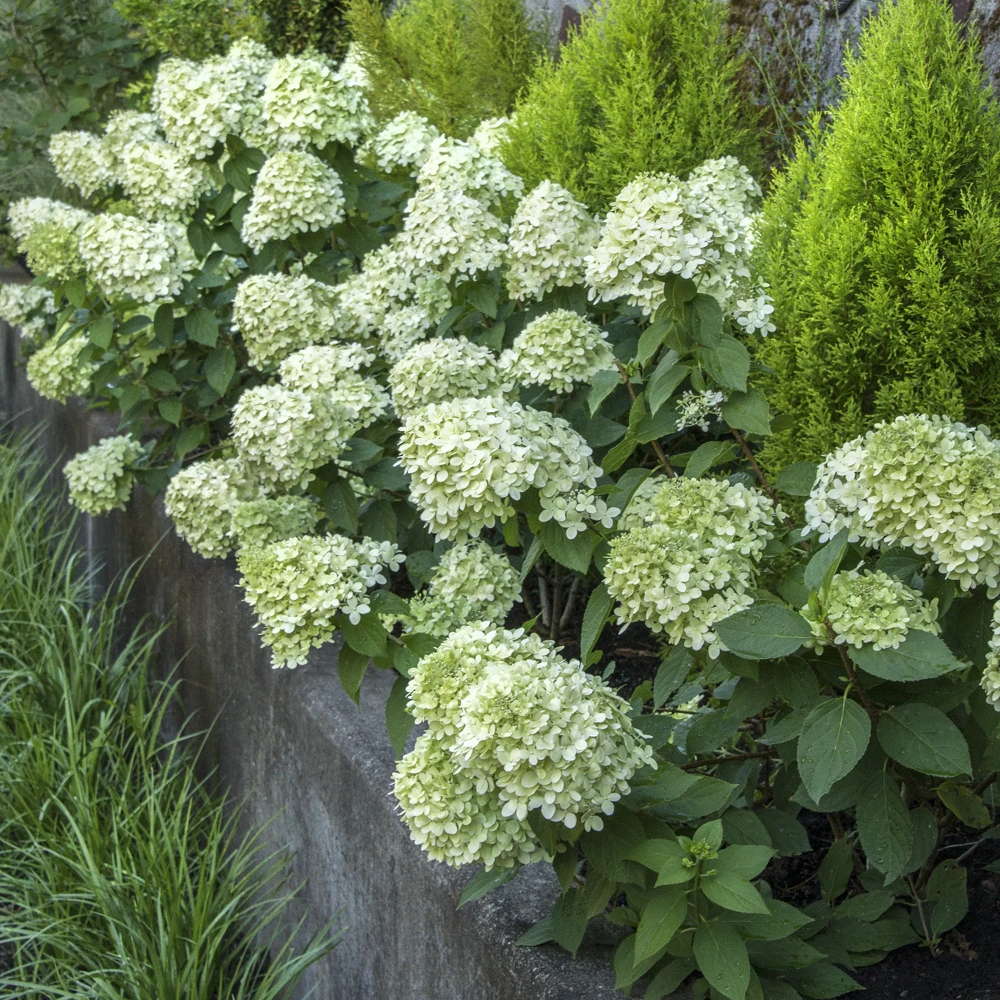 Hydrangea Little Lime
