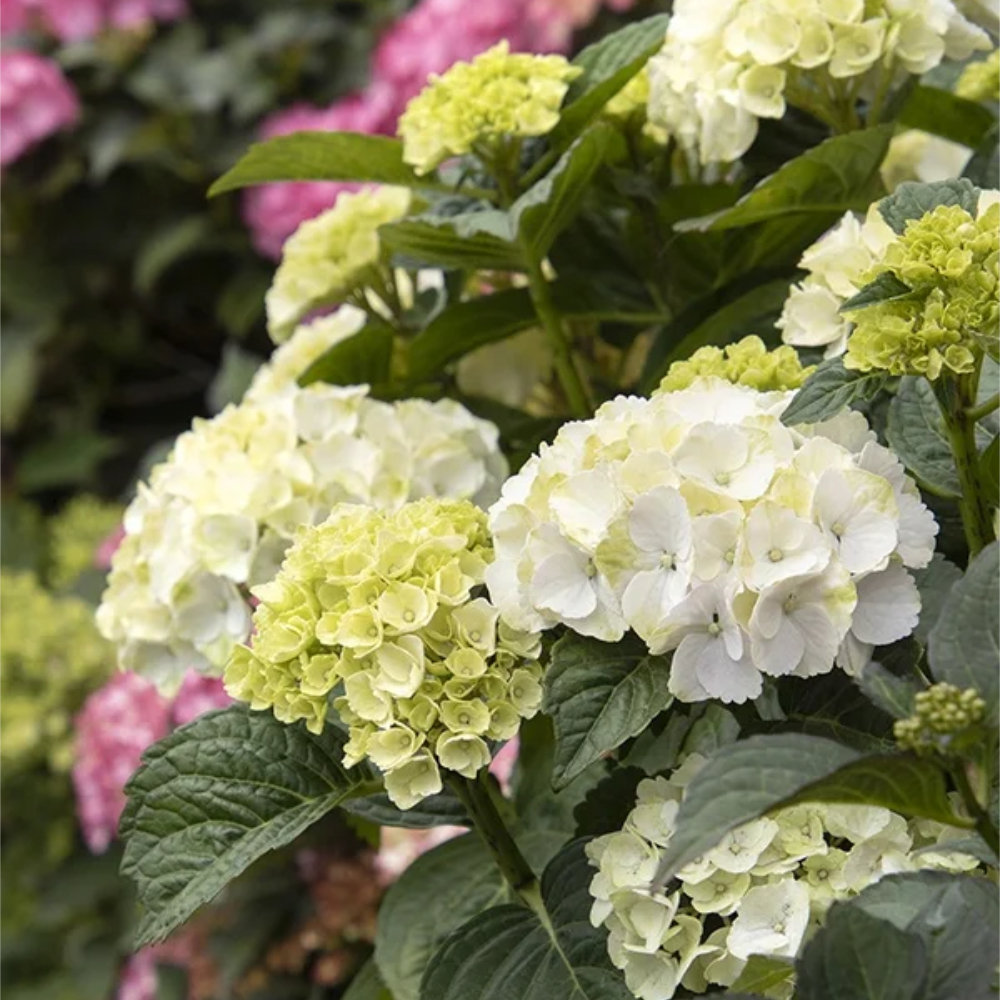 Hydrangea Lookout