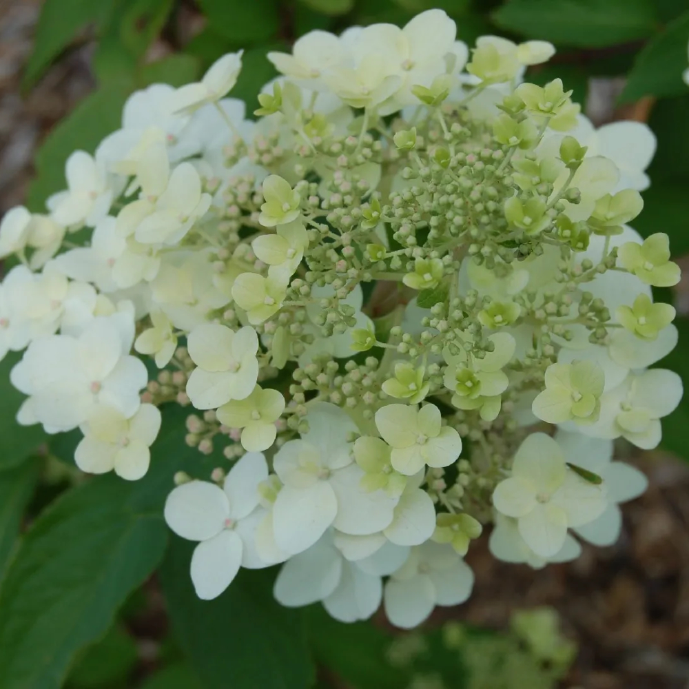 Hydrangea Moon Dance