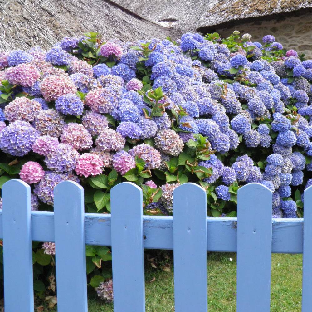 Hydrangea Nantucket Blue