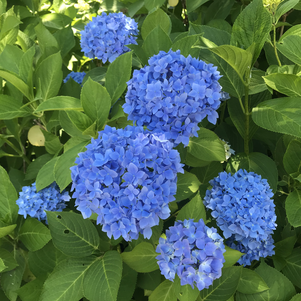 Hydrangea Nikko Blue