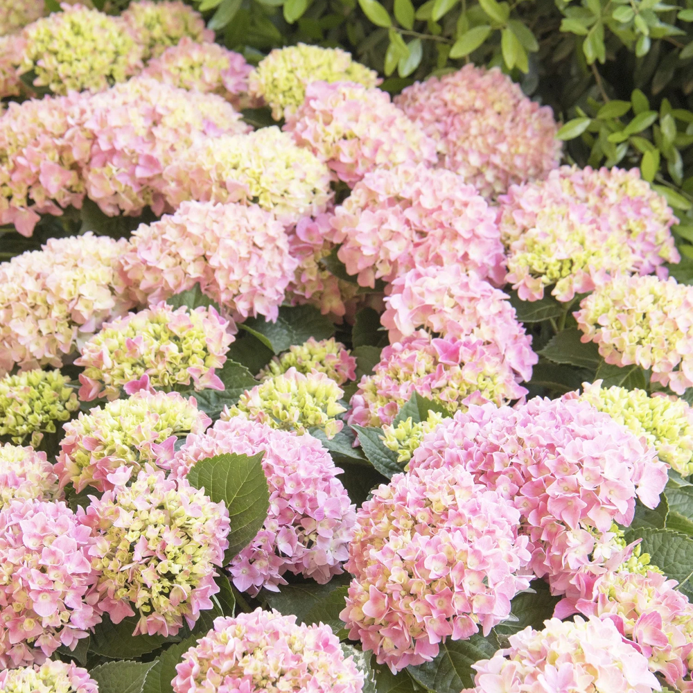 Hydrangea Pink Splendor