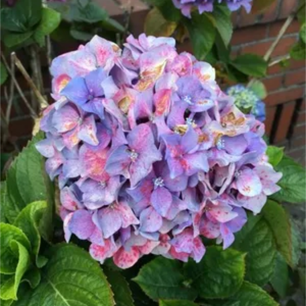 Hydrangea Pop Star